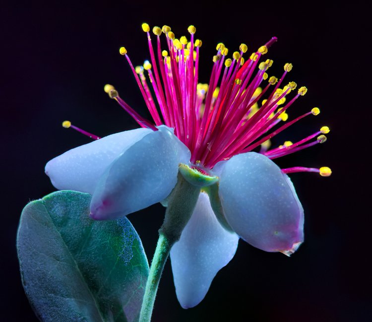 Smartphone Macro Photography