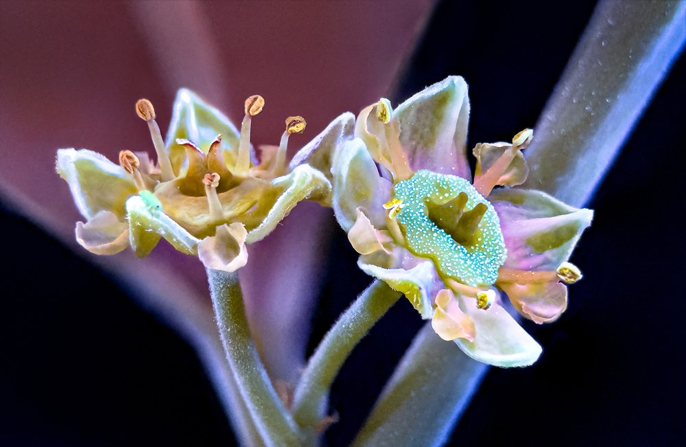 Smartphone Macro Photography