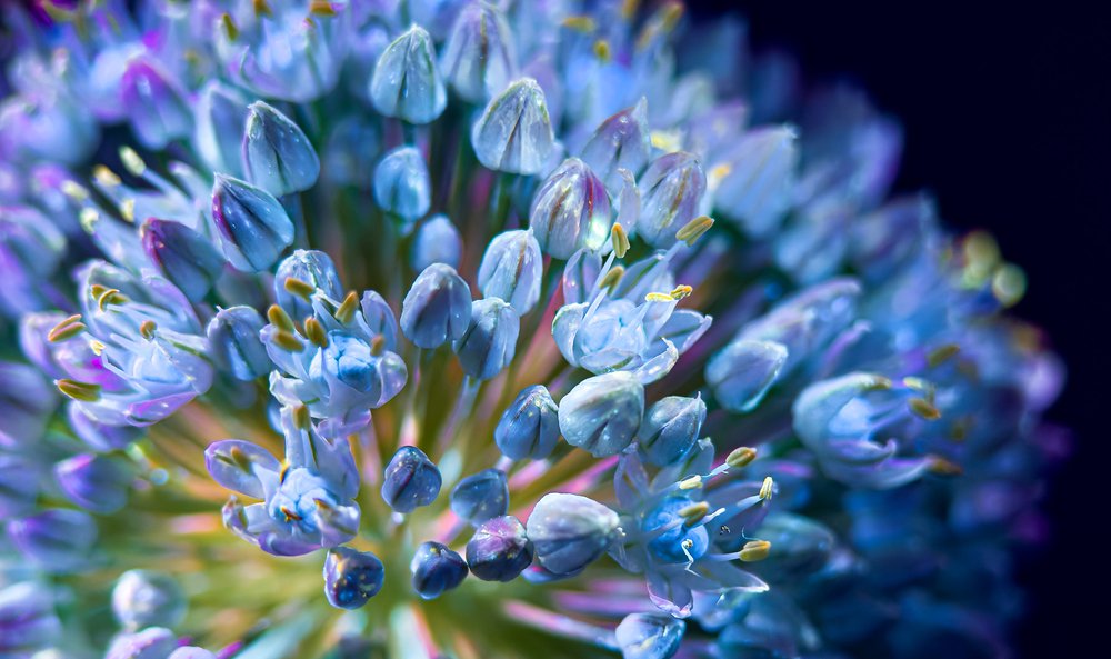 Smartphone Macro Photography