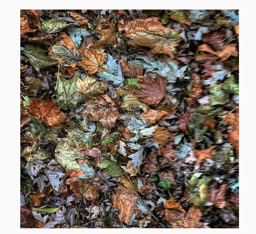 Make Better Pictures with Your iPhone