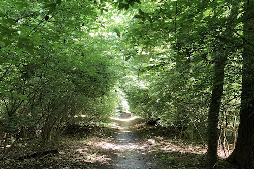 Saxon Woods (Teens/Adults)