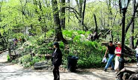 Central Park Group Foraging Tour