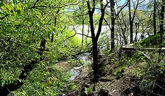 Forest Park Trail