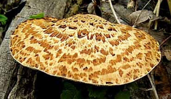 Central Park Group Foraging Tour