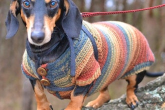 Knit your Dog a Sweater
