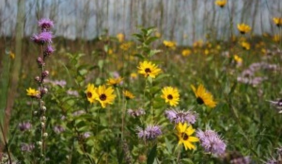 Intro to Plant ID – Wildflowers & Weeds