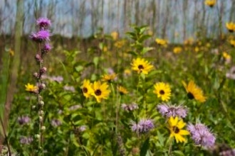 Intro to Plant ID – Wildflowers & Weeds