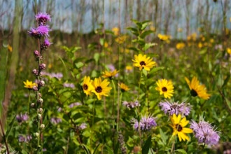 Let's Walk + Learn Herbalism: Flowers