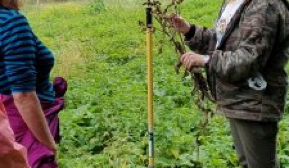Let's Walk + Learn Herbalism: Roots