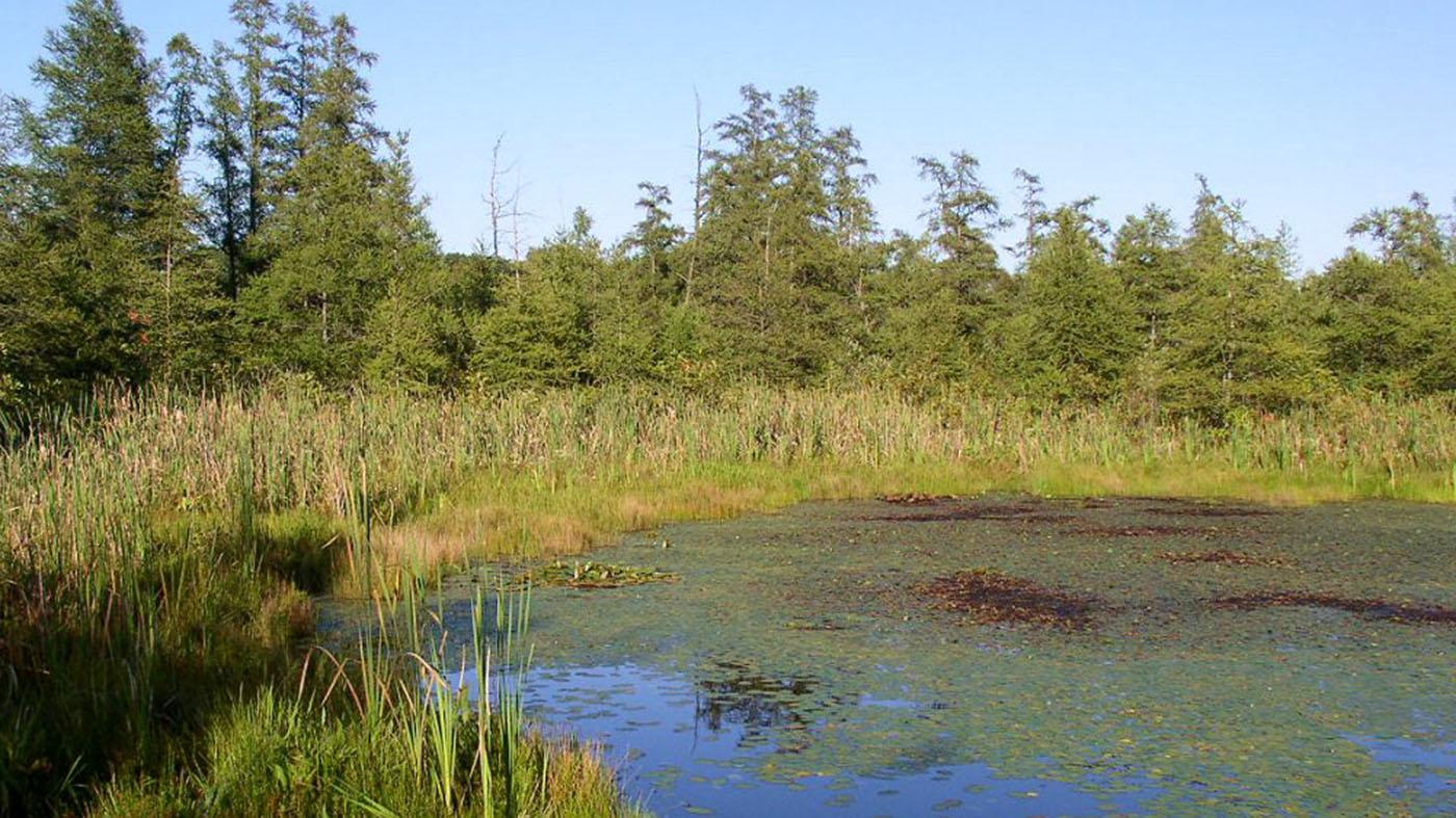 Autumn Photography at Volo Bog