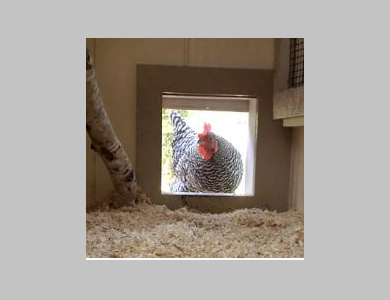 Basic Chicken Keeping
