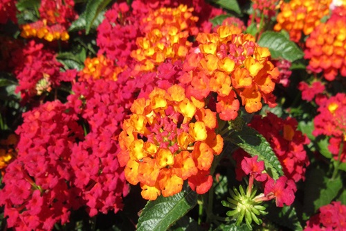 Best New Annuals of 2024