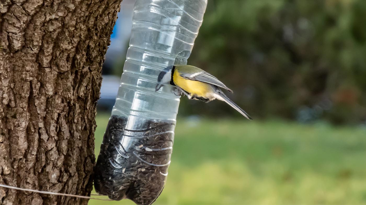 Bird Feeder Investigations