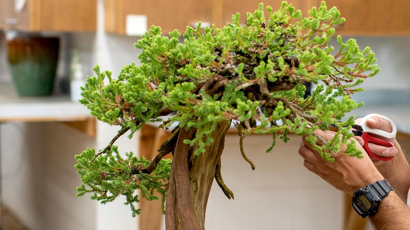 Bonsai: Seasonal Storage: Online