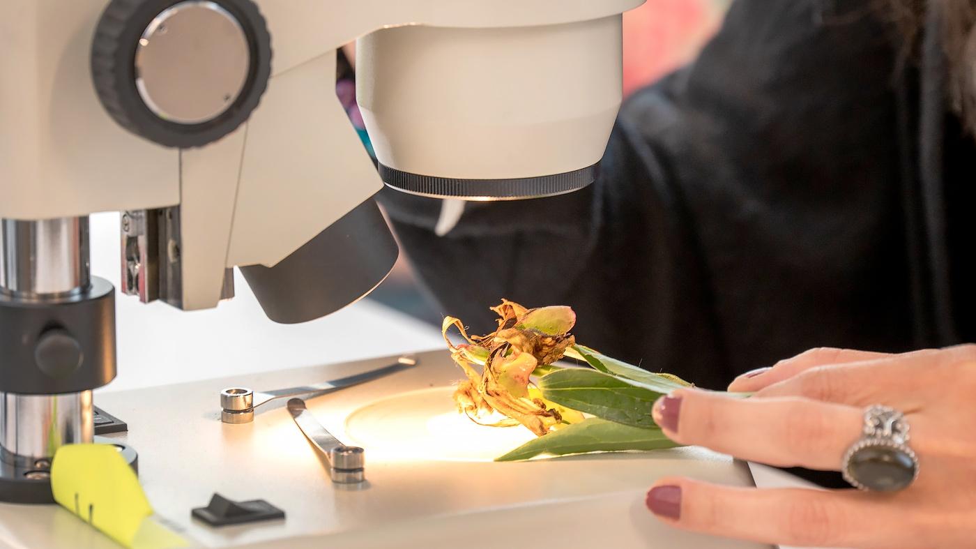 Botany for Botanical Artists