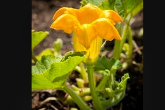 Botany in Your Kitchen