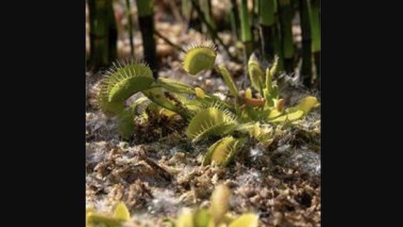 Carnivorous Plants