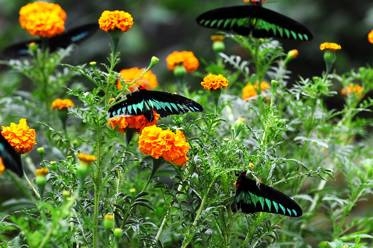 Backyard Butterfly Gardening Horticulture Classes Chicago