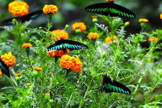 Backyard Butterfly Gardening Horticulture Classes Chicago