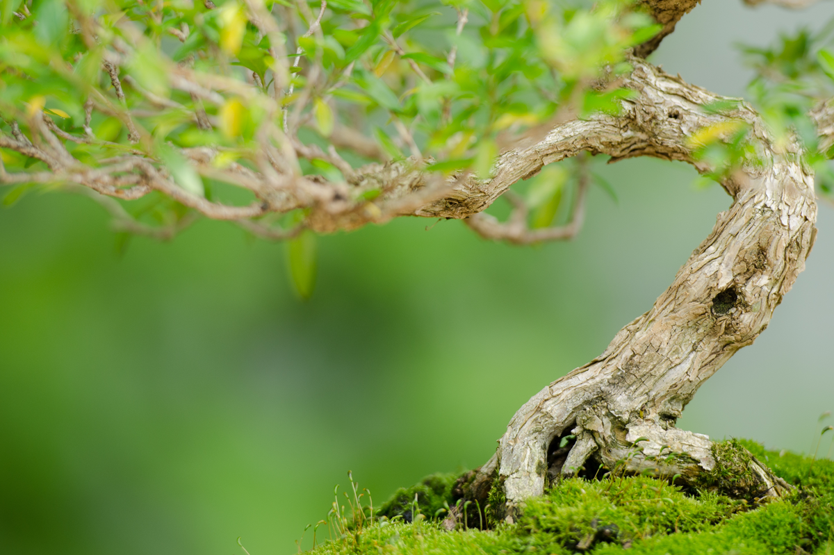 Bonsai Basics