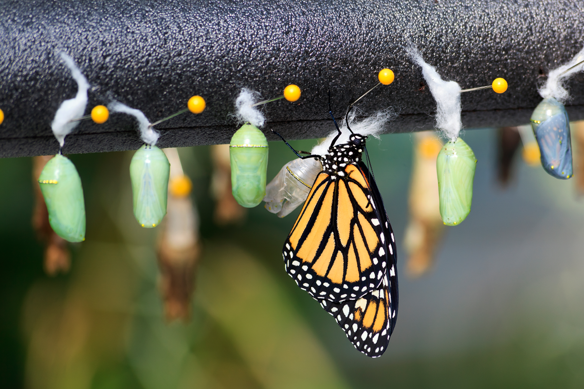 How To Raise Butterflies At Home Nature Classes Chicago