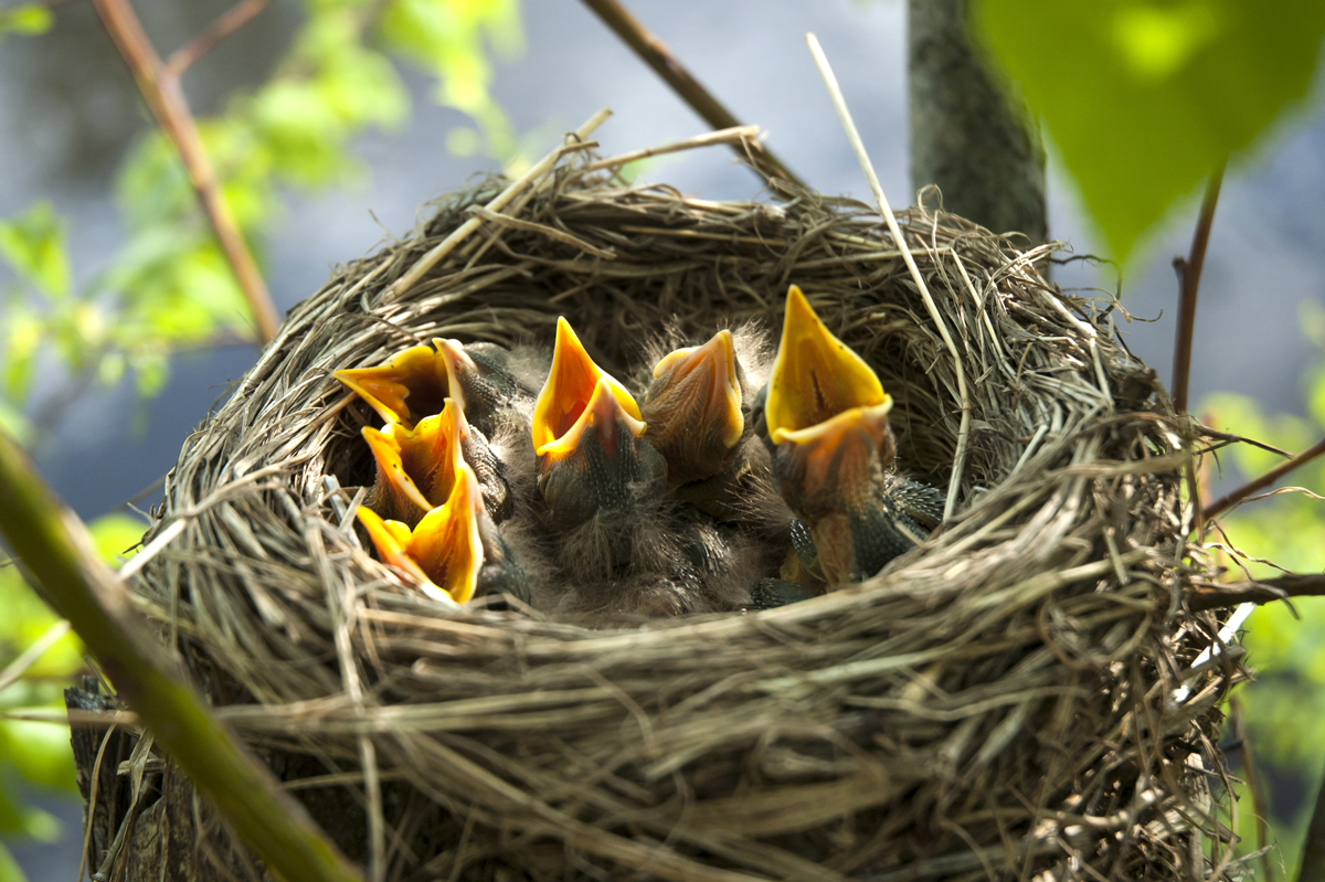 Nesting Birds of Barbara Brown Reserve