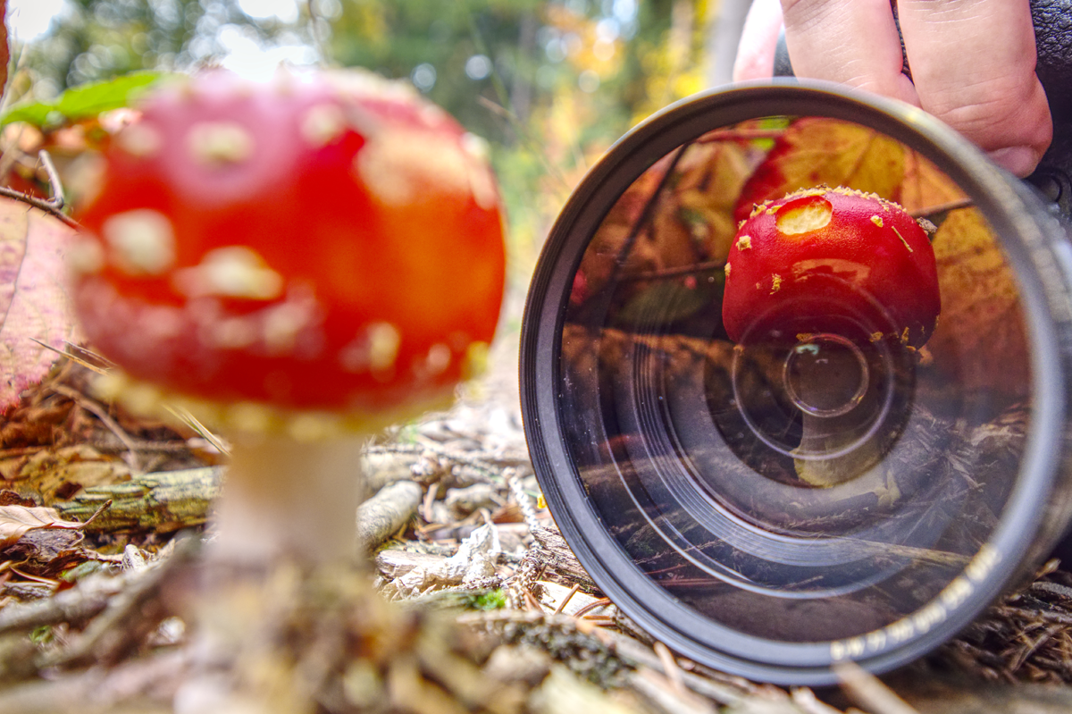 Photograph Hidden Gems of the Garden