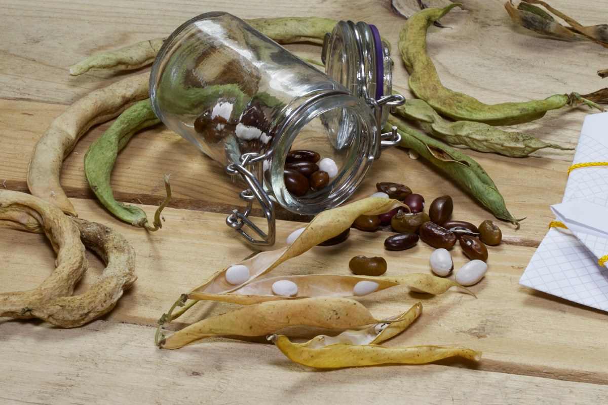Seed Saving