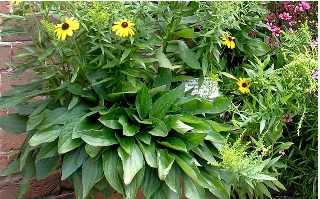Container Gardening with Native Plants