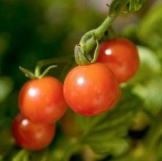 Growing a Cook's Garden