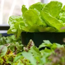 Indoor Farming for Health and Wellness