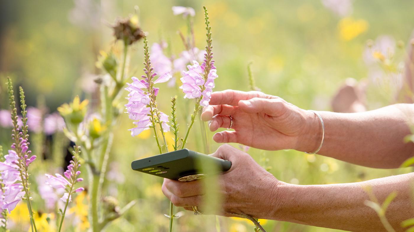 Introduction to Plant Families