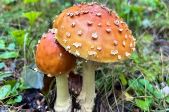 Next-Level Mushroom Identification