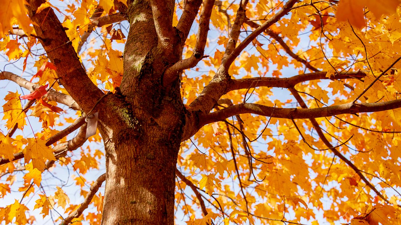 Photographing Trees in Autumn Color