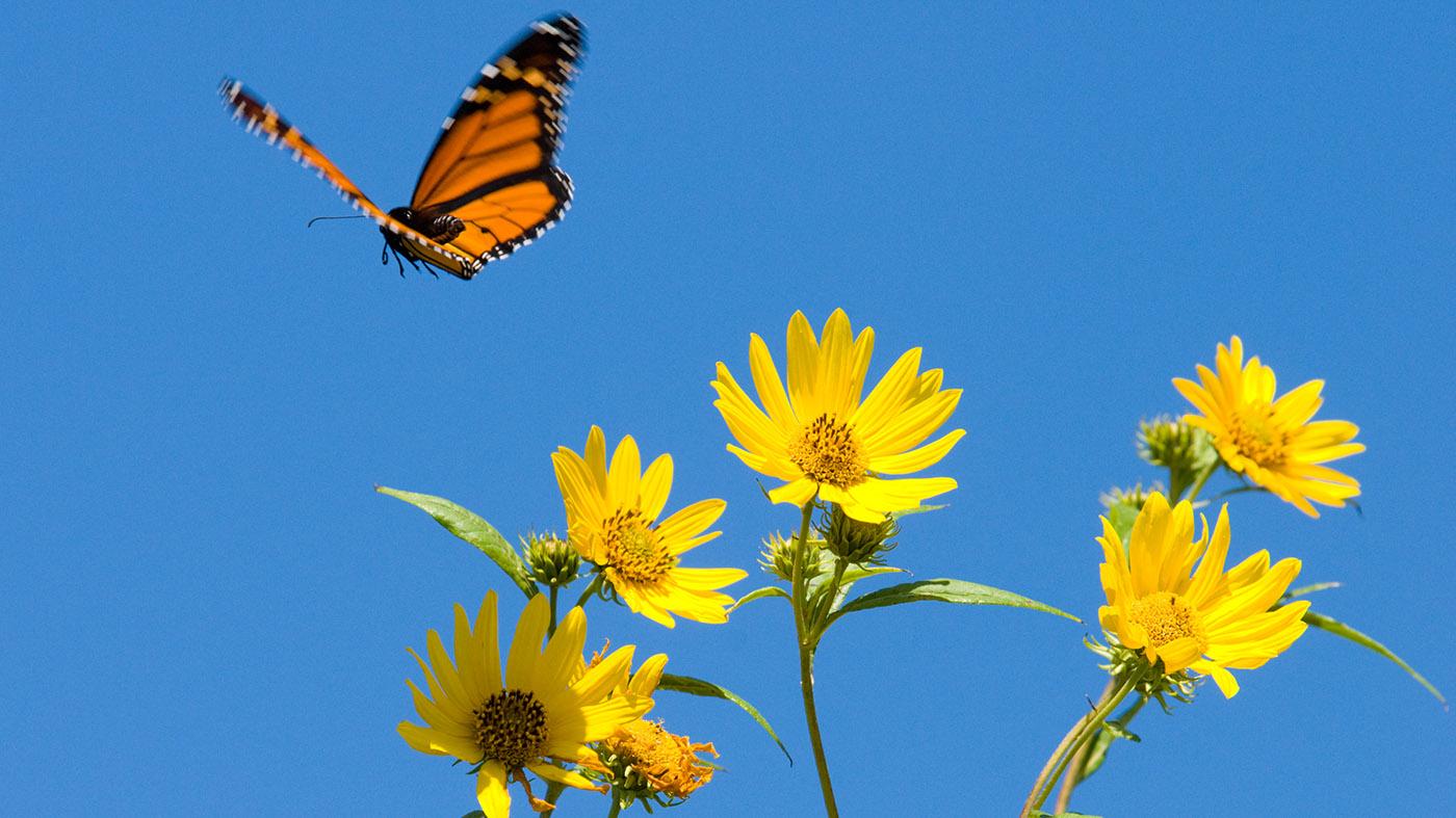 Plants That Attract Beneficial Insects