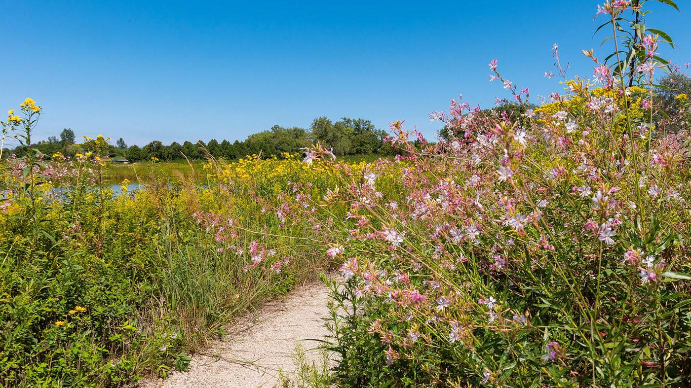Prairie Bird Walk