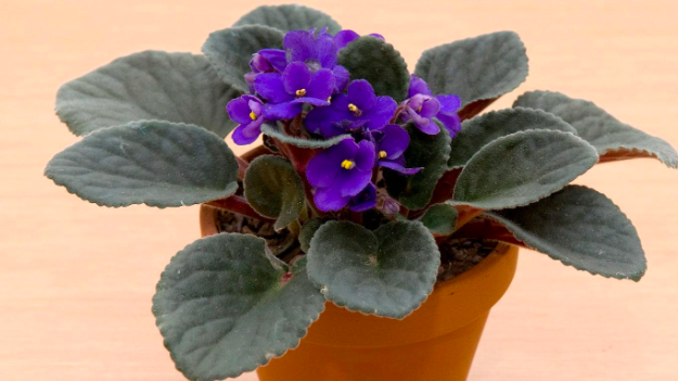 Introduction to Houseplant Care