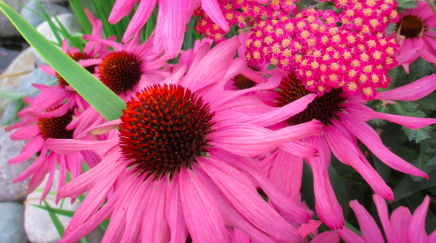 Design Combinations for Pollinators