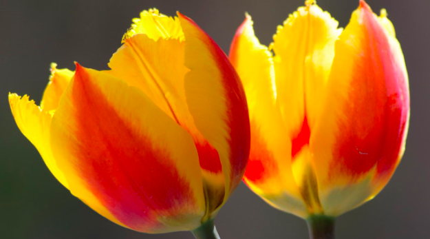 Natural History of the Tulip