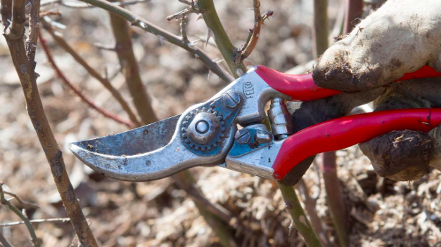 Gardening Techniques: Session B