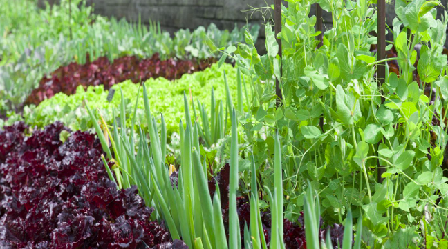 Spring Vegetable Growing