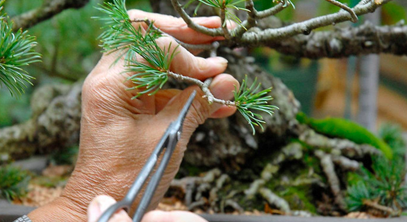 Bonsai Basics: Creating Ficus Bonsai