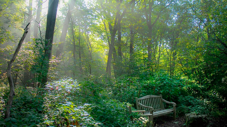 Forest Bathing Adaptive Experience Designed for Limited Mobility