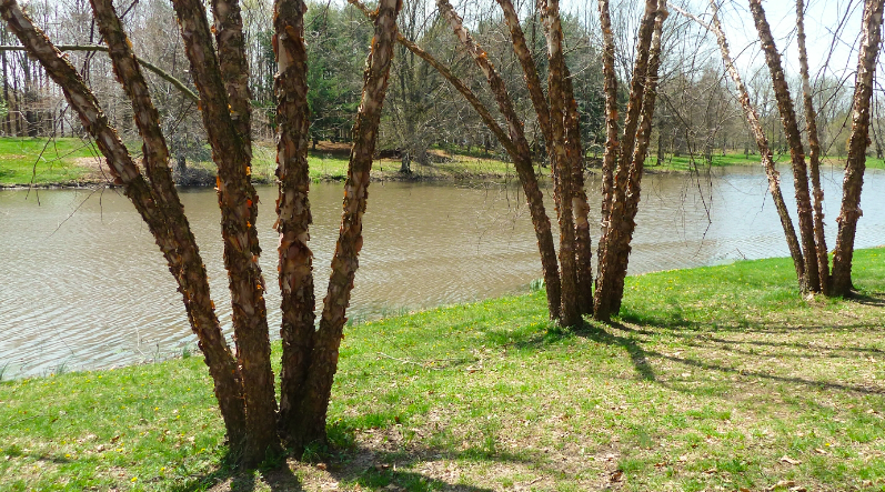 Resilient Trees in a Changing Climate