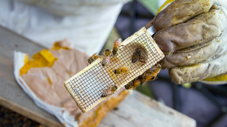 Reading Your Beehive