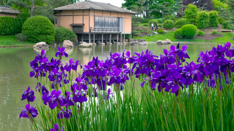 Photographing the Japanese Garden