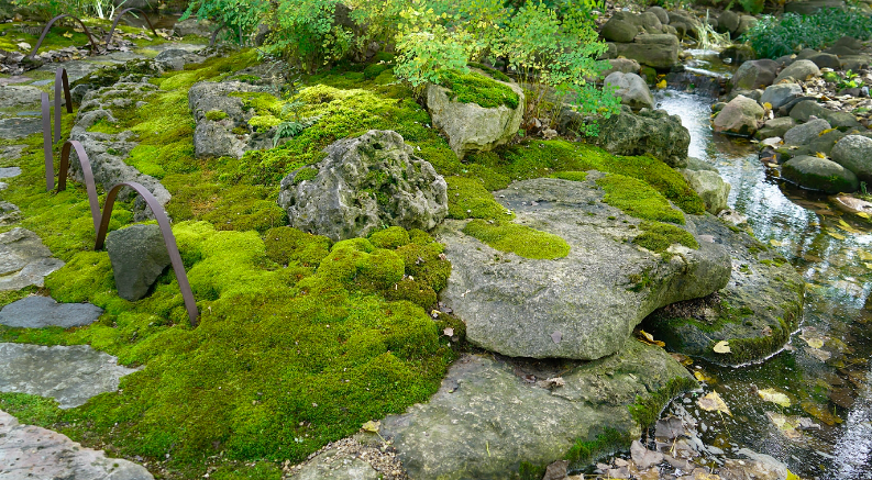The Moss Garden