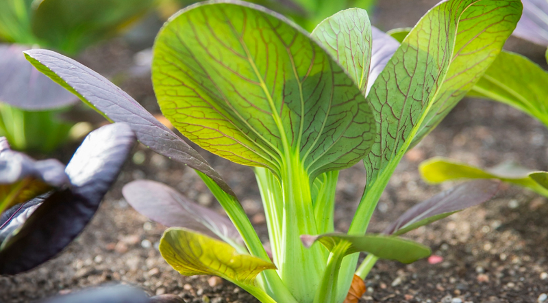 Summer Vegetable Gardening