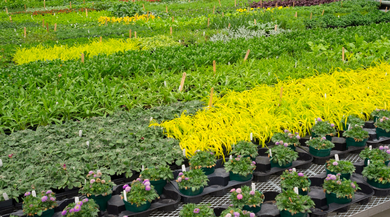 Plant Propagation Basics