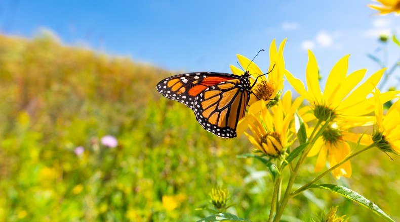 Creating A Native Butterfly Garden